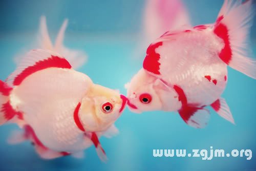 梦见金鱼