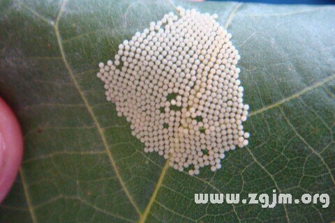 梦见虫卵