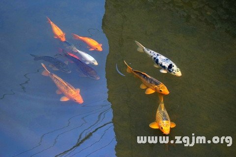 梦见鱼在水里游