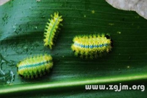 梦见害虫