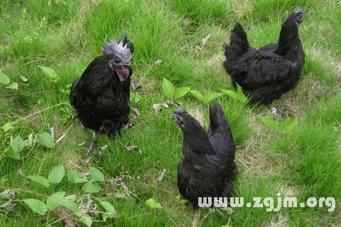 梦见黑鸡是好事吗 农历网