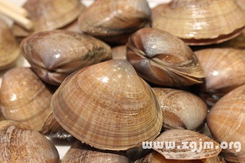梦见蚌