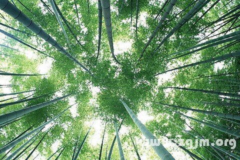 梦见竹子