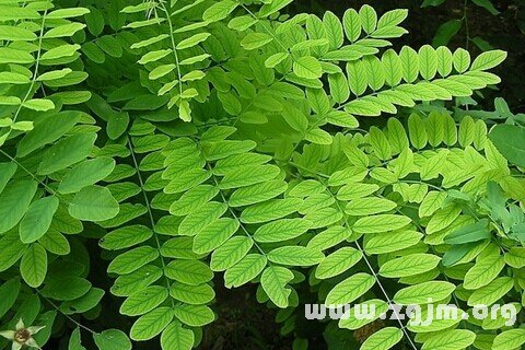梦见槐树