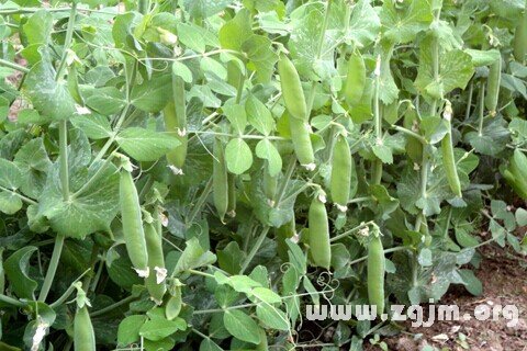 梦见豌豆