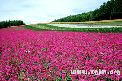 梦见一片花海