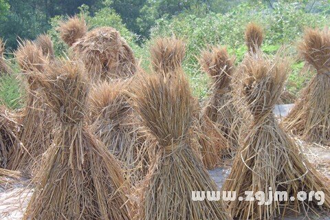 梦见稻草