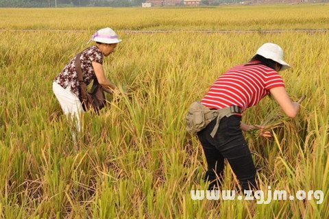 梦见割稻子