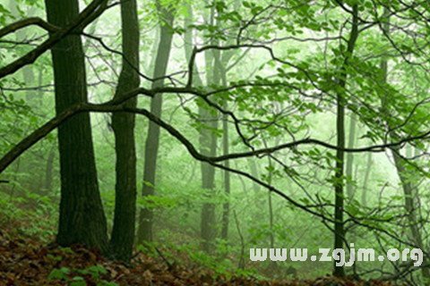 梦见山林草木