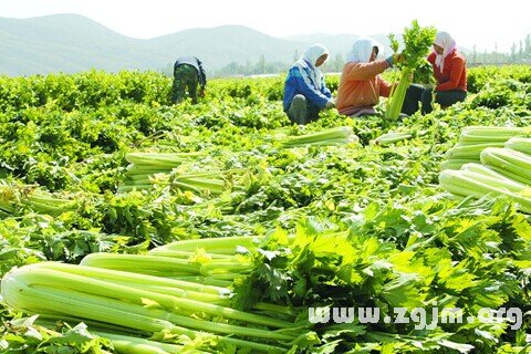 梦见欧芹 西芹