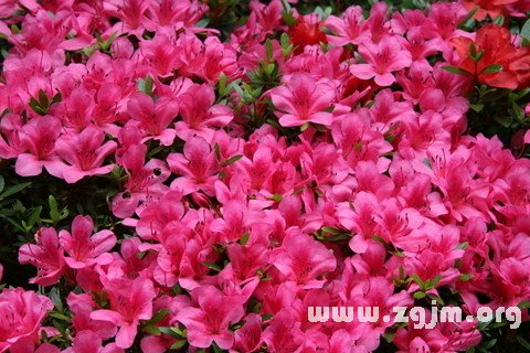 梦见杜鹃花