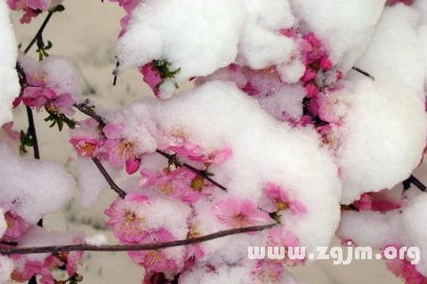 梦见雪中开花