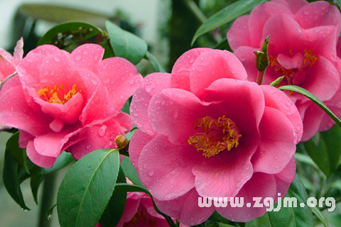梦见茶花