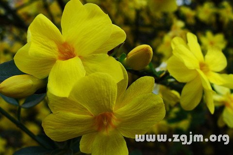 梦见迎春花