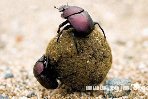梦见粪土