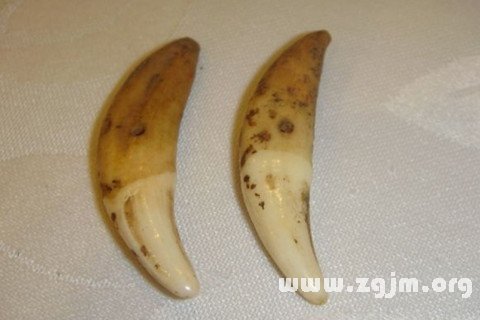梦见狗牙