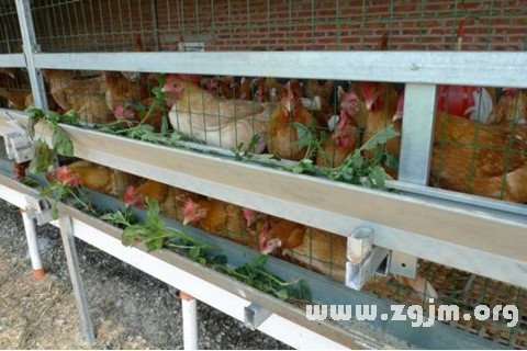 梦见食槽
