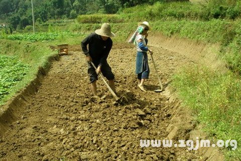 梦见挖地 松土