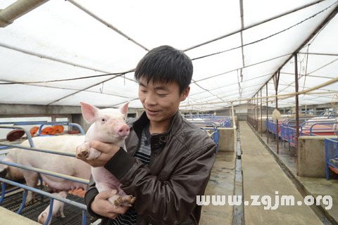 梦见抱着猪崽