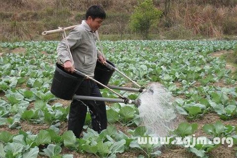 梦见给菜浇水