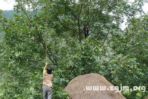 梦见打核桃