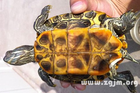 梦见抓乌龟