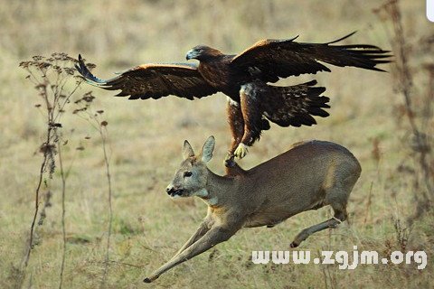 梦见死里逃生