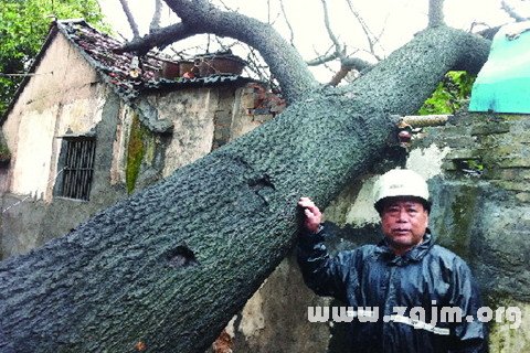 梦见大树砸倒自家房屋