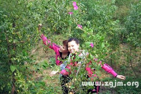 梦见偷青枣