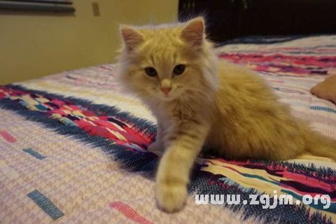 梦见猫挠