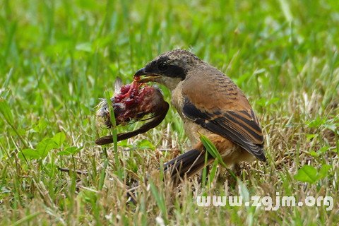 梦见吃鸟肉