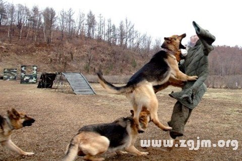梦见狂犬病