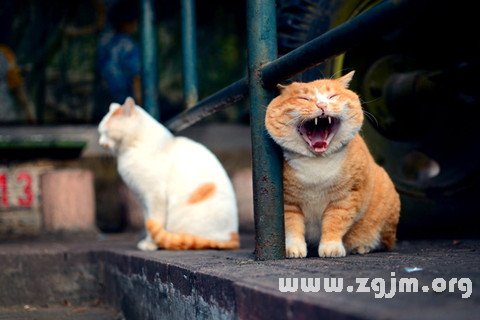梦见打哈欠