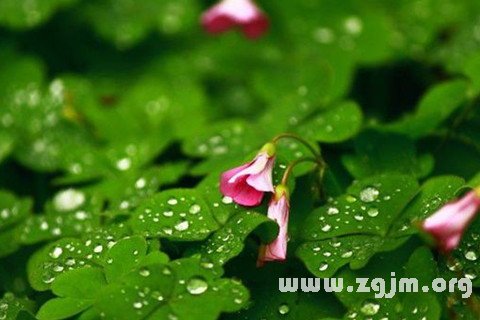 梦见雨水淋湿花草