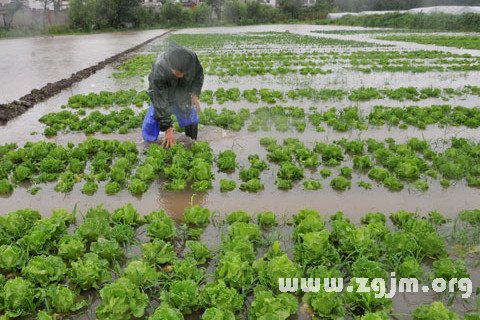 梦见田地被淹