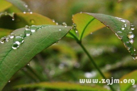 梦见朝露