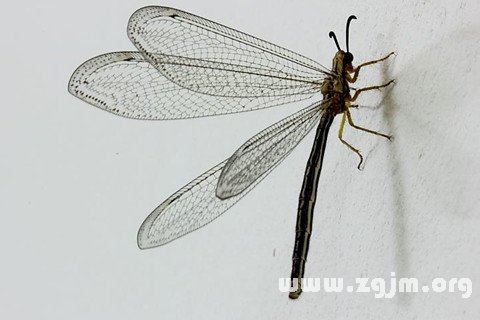 梦见翅膀