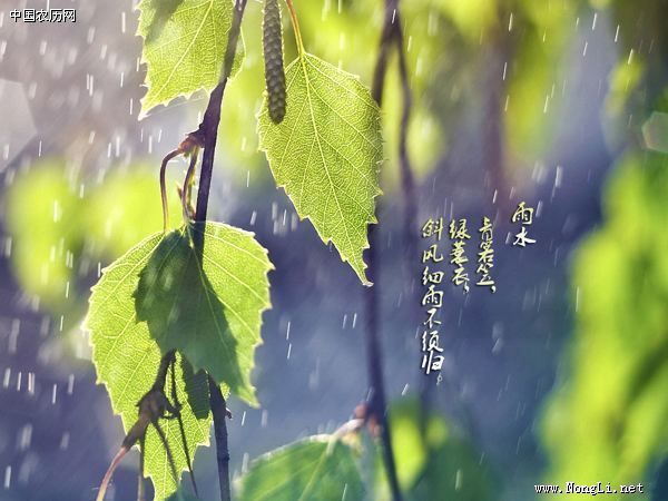 雨水